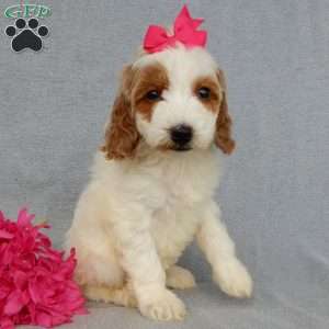 Princess-(Medium), Goldendoodle Puppy